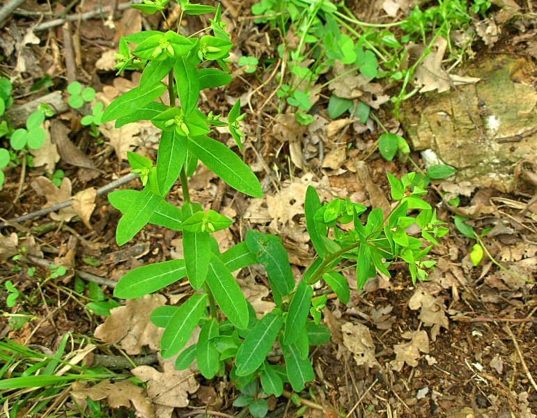 Euphorbia dulcis / Euforbia bitorzoluta